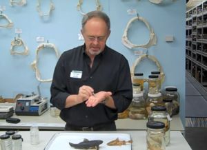 Whole lotta love for new fish